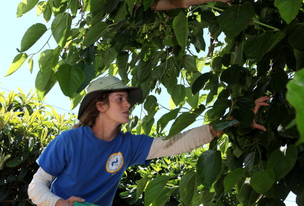 Oakland Urban Farm Provides Fresh Produce To Inner City Residents