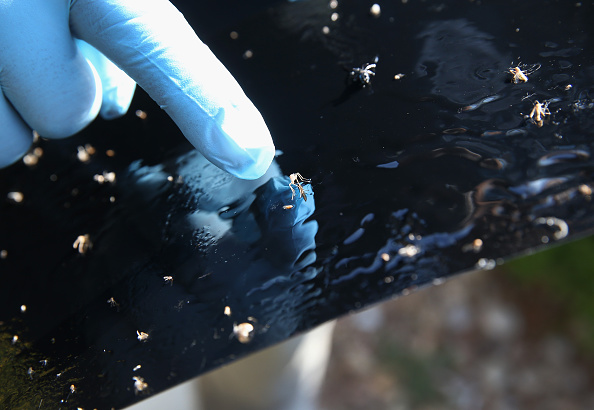 Health Workers Test And Spray For Mosquitos As Texas Prepares For Zika Virus