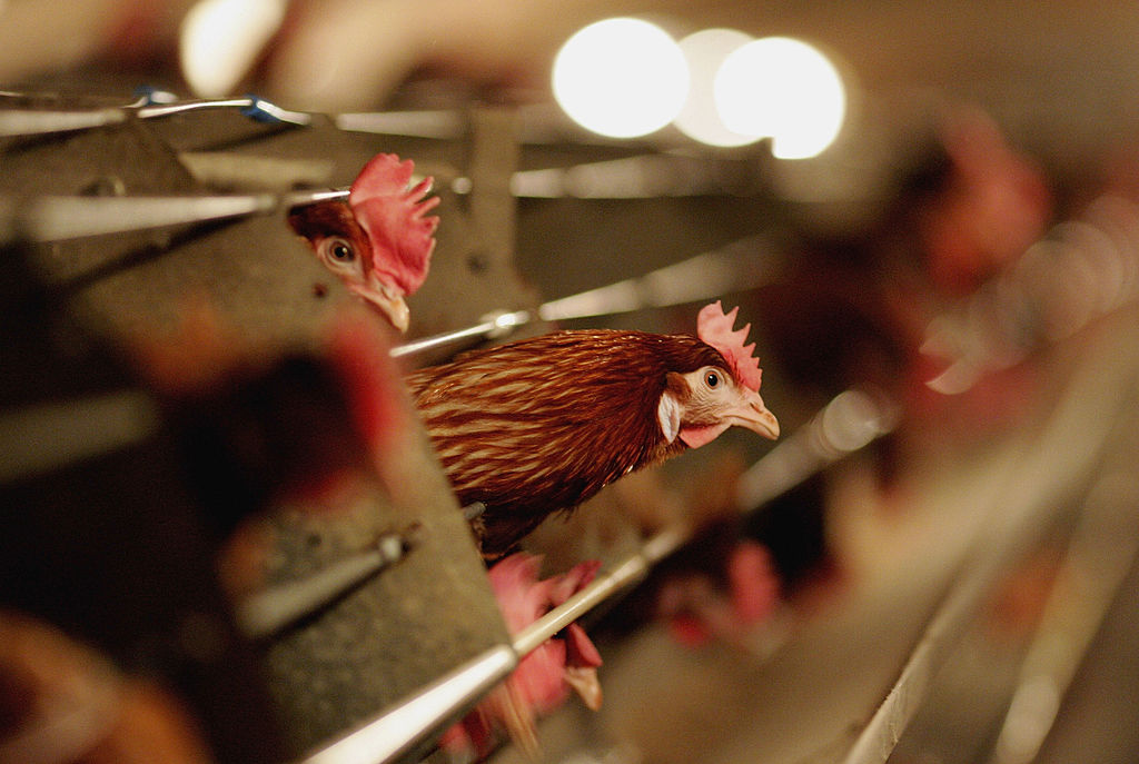 Poultry Farmer Raises Battery Chickens Amid Bird Flu Scare