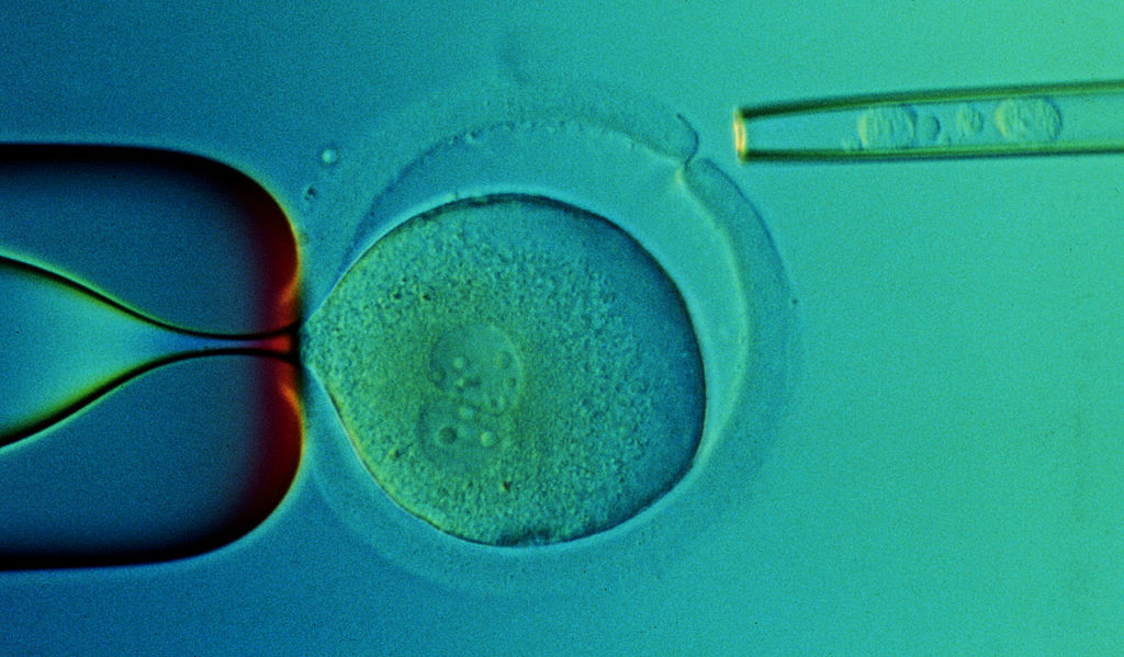 First Self-Developing Embryo Created From Stem Cells