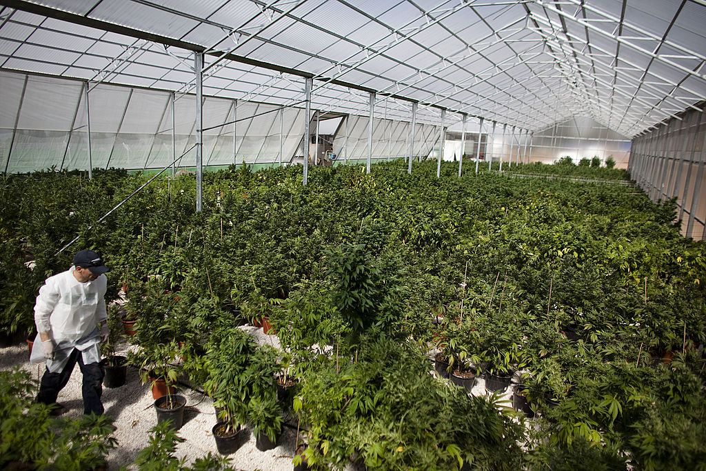 Israel Knesset Bill Moves To Allow Export Of Medical Marijuana