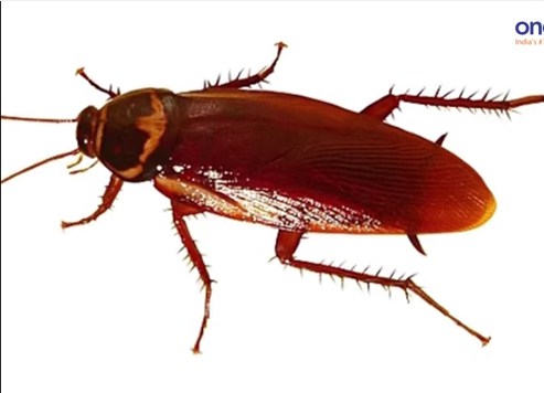 Doctors From India Extracted A Live Cockroach From Woman's Skull