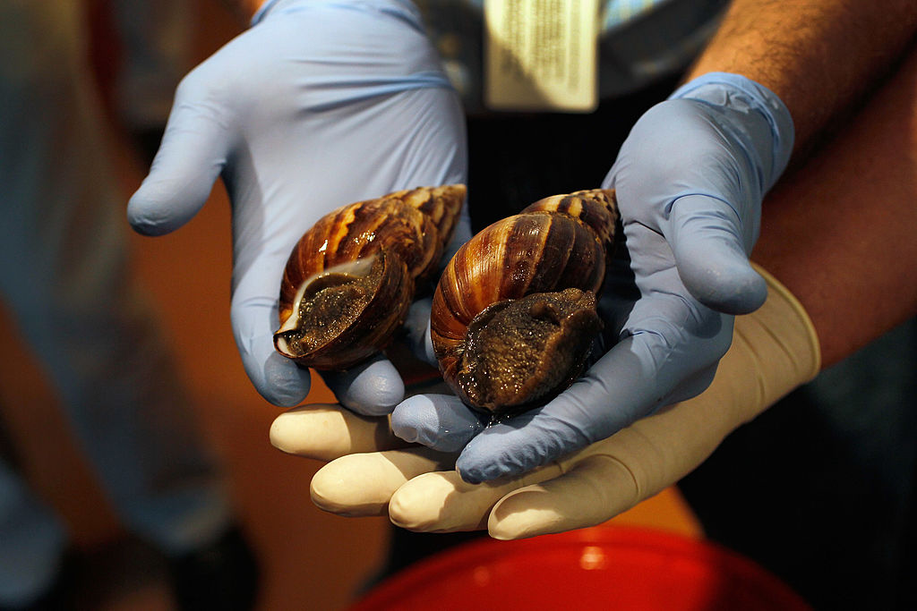 Dep't Of Agriculture Warns Of Arrival Of Giant African Land Snails In U.S.