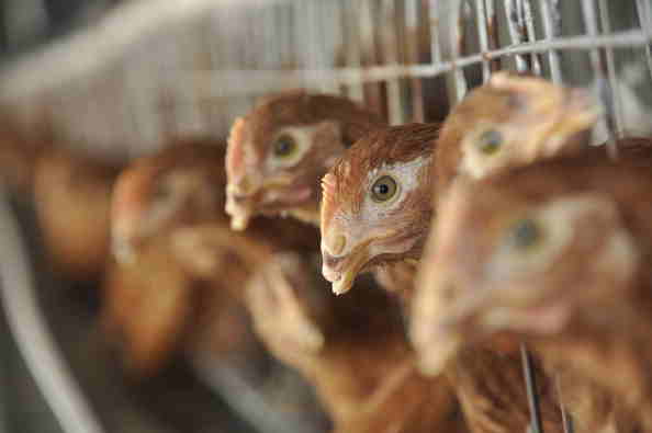87  H7N9 Bird Flu Cases Confirmed In China