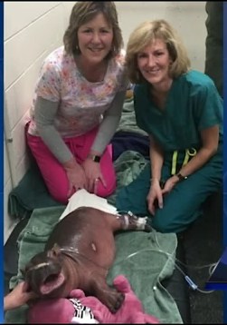 Baby Hippo At Cincinnati Zoo Saved By Children's Hospital