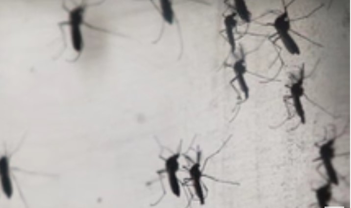 New Study On Vaccine To Help Protect Against Mosquito-borne Diseases