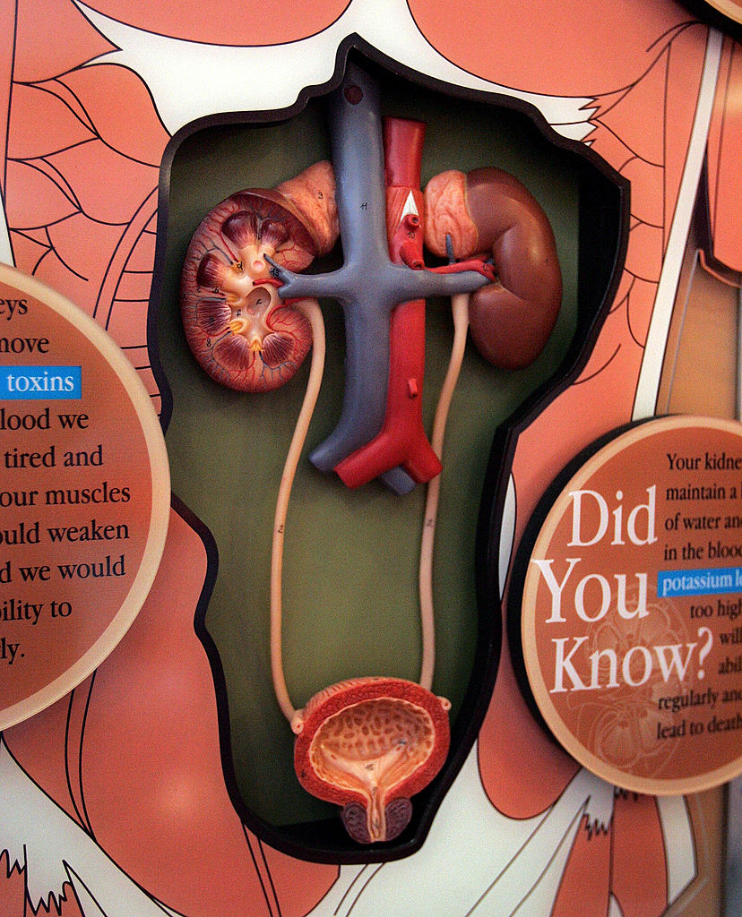 World Kidney Day Shares Tips On Kidney Health And Awareness Of Diseases