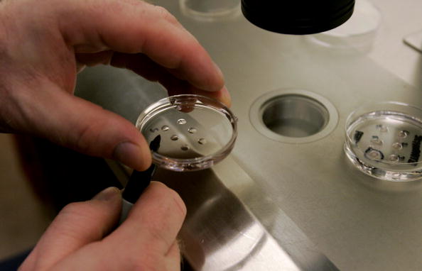Human embryos in a petri dish
