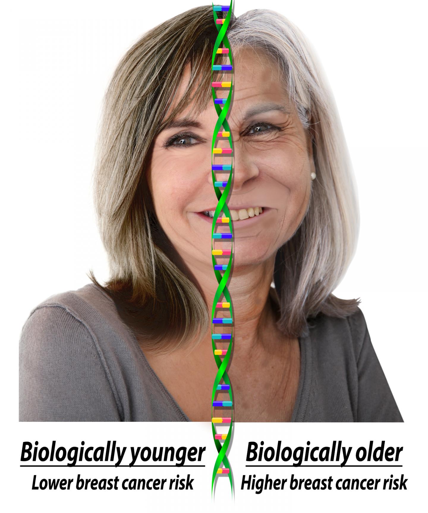 A Graphical Representation of Biologic and Chronologic Age (IMAGE)