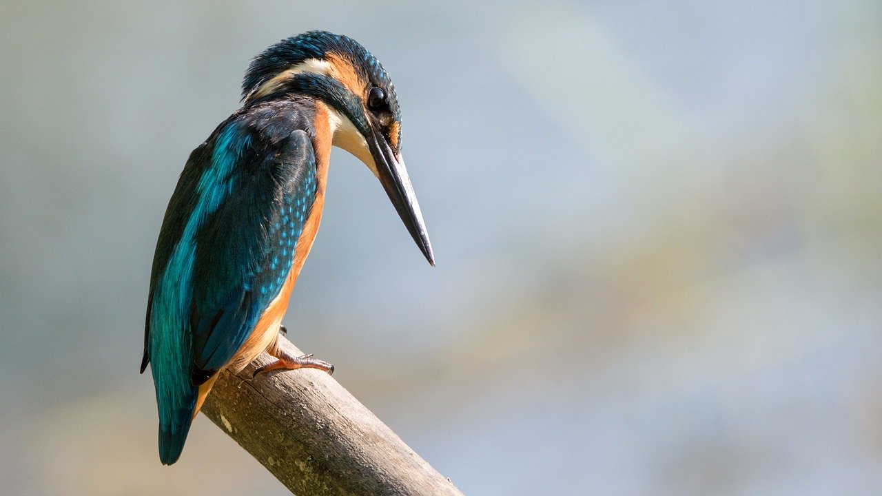 How Birdwatching Can Help You