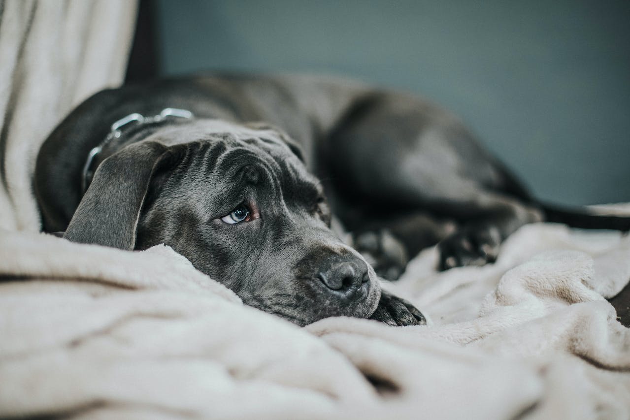 Signs Your Pet Dog Could Be Battling Depression