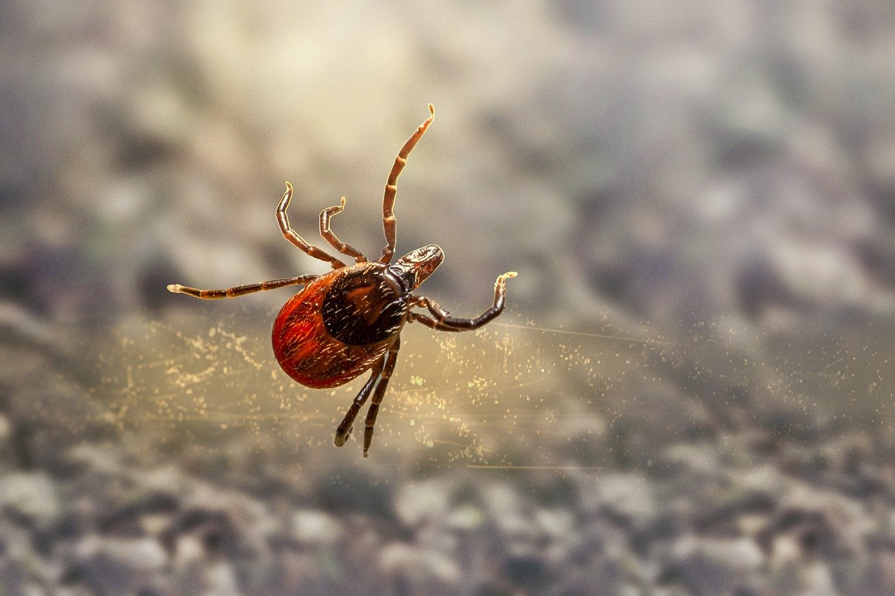 CDC Explains How Lyme Disease Spreads Amid Tick Season