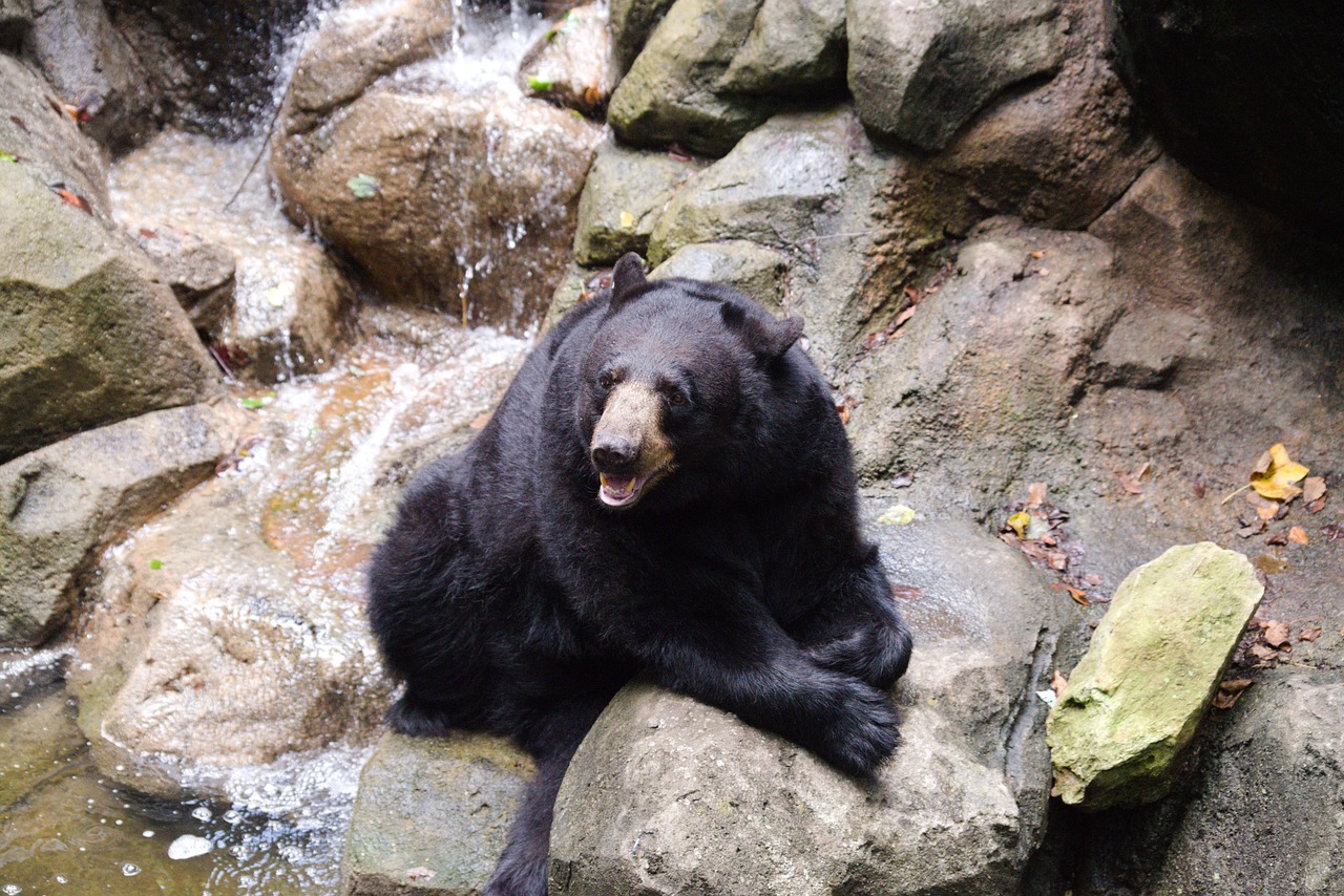 black bear