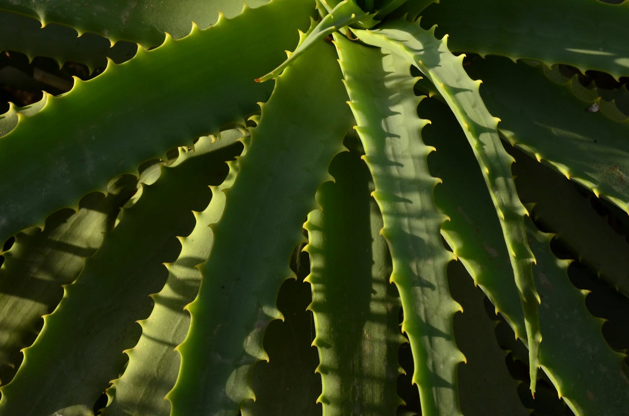 Health Benefits of Consuming Aloe Vera