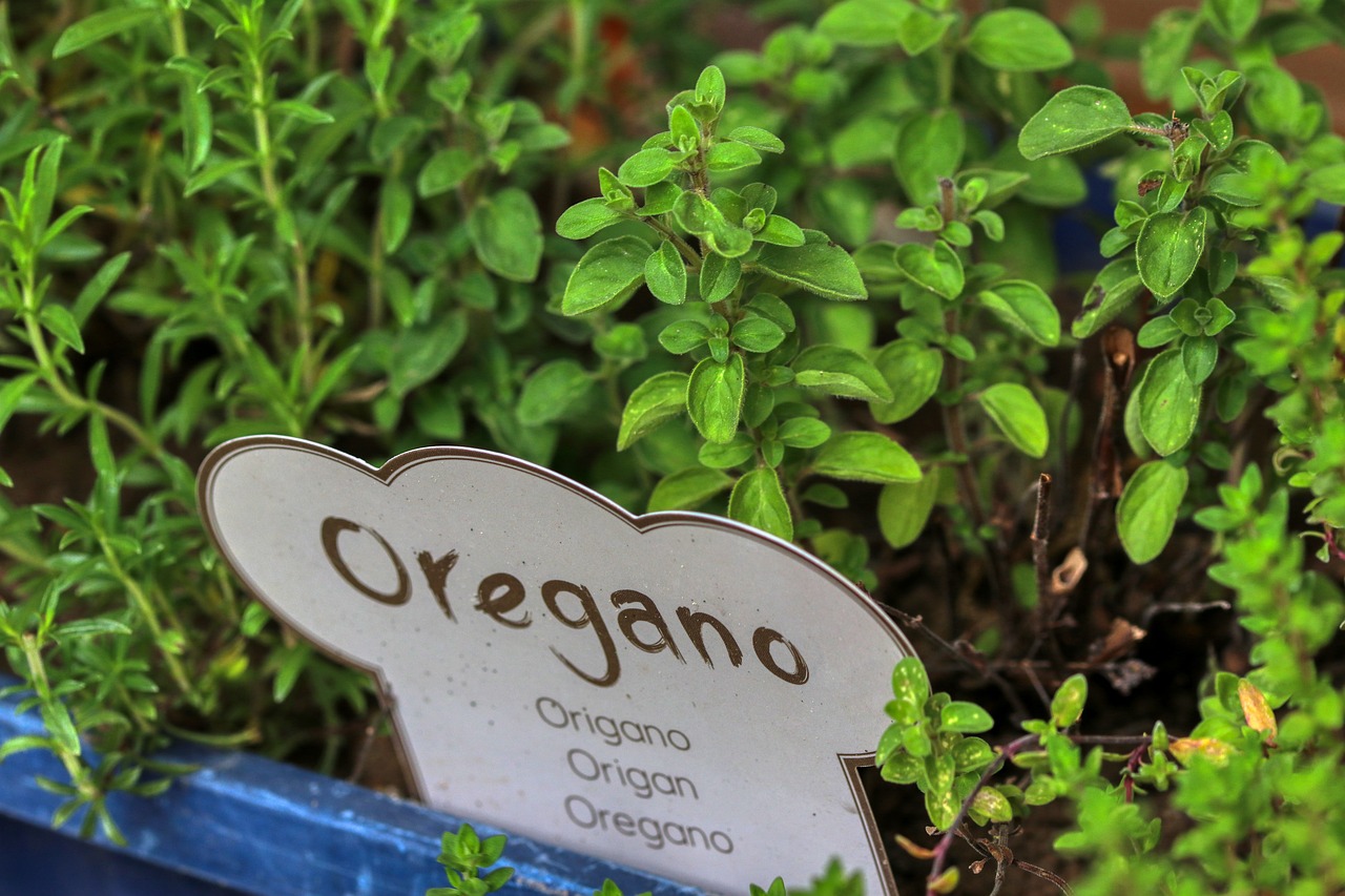 oregano