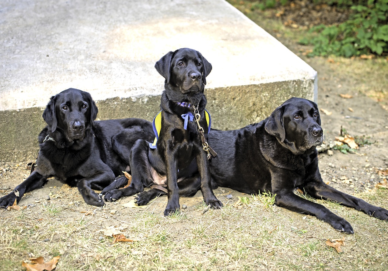 service dogs