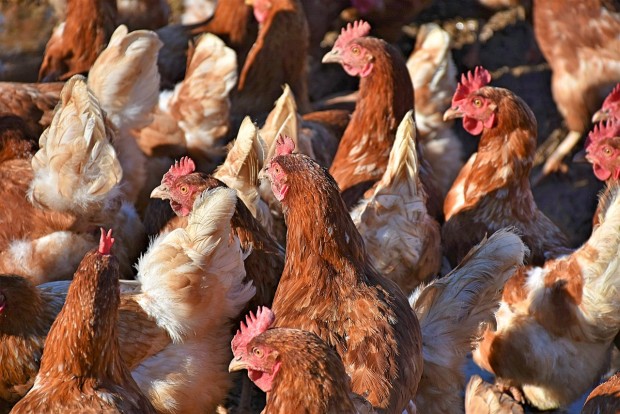 Chickens in a poultry farm.