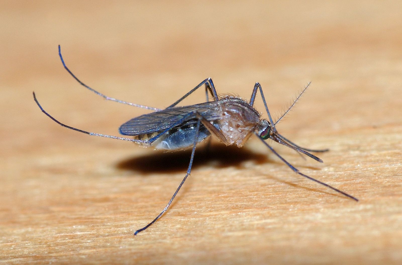 dengue mosquito vector