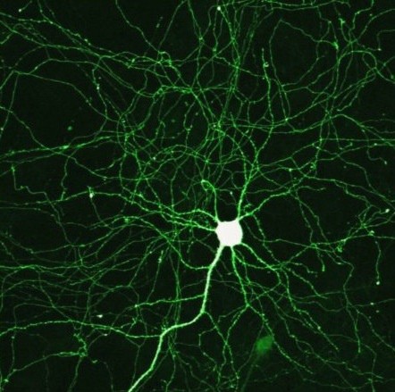 neuron3