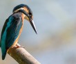 How Birdwatching Can Help You