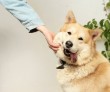 Study Uncovers Mental Health Benefits of Interacting With Dogs